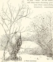 An illustration from How to amuse yourself and others. The American girl's handy book (1887)