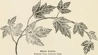 An illustration from How to amuse yourself and others. The American girl's handy book (1887)
