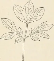 An illustration from How to amuse yourself and others. The American girl's handy book (1887)