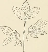 An illustration from How to amuse yourself and others. The American girl's handy book (1887)