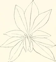 An illustration from How to amuse yourself and others. The American girl's handy book (1887)