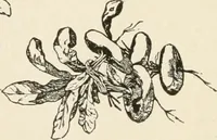 An illustration from How to amuse yourself and others. The American girl's handy book (1887)