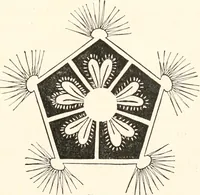 An illustration from How to amuse yourself and others. The American girl's handy book (1887)
