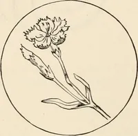 An illustration from How to amuse yourself and others. The American girl's handy book (1887)