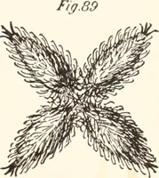 An illustration from How to amuse yourself and others. The American girl's handy book (1887)