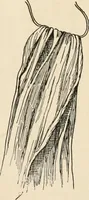 An illustration from How to amuse yourself and others. The American girl's handy book (1887)