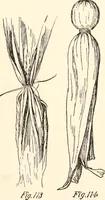 An illustration from How to amuse yourself and others. The American girl's handy book (1887)