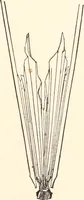 An illustration from How to amuse yourself and others. The American girl's handy book (1887)