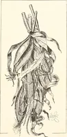 An illustration from How to amuse yourself and others. The American girl's handy book (1887)
