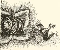 An illustration from How to amuse yourself and others. The American girl's handy book (1887)