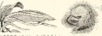 An illustration from How to amuse yourself and others. The American girl's handy book (1887)