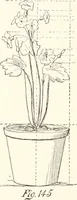 An illustration from How to amuse yourself and others. The American girl's handy book (1887)