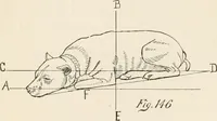 An illustration from How to amuse yourself and others. The American girl's handy book (1887)