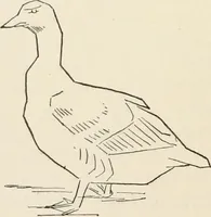 An illustration from How to amuse yourself and others. The American girl's handy book (1887)