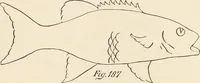 An illustration from How to amuse yourself and others. The American girl's handy book (1887)