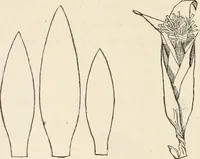 An illustration from How to amuse yourself and others. The American girl's handy book (1887)