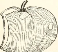 An illustration from How to amuse yourself and others. The American girl's handy book (1887)