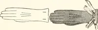 An illustration from How to amuse yourself and others. The American girl's handy book (1887)