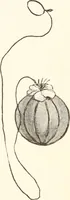 An illustration from How to amuse yourself and others. The American girl's handy book (1887)