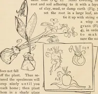 An illustration from How to amuse yourself and others. The American girl's handy book (1887)
