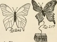 An illustration from How to amuse yourself and others. The American girl's handy book (1887)