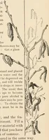 An illustration from How to amuse yourself and others. The American girl's handy book (1887)