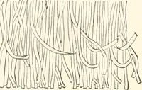 An illustration from How to amuse yourself and others. The American girl's handy book (1887)