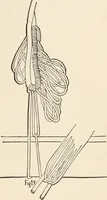 An illustration from How to amuse yourself and others. The American girl's handy book (1887)