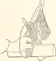 An illustration from How to amuse yourself and others. The American girl's handy book (1887)