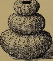 An illustration from How to amuse yourself and others : the American girl's handy book (1887)