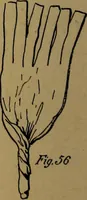 An illustration from How to amuse yourself and others : the American girl's handy book (1887)