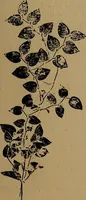 An illustration from How to amuse yourself and others : the American girl's handy book (1887)