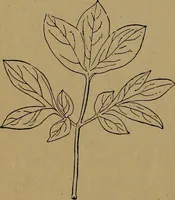 An illustration from How to amuse yourself and others : the American girl's handy book (1887)