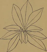An illustration from How to amuse yourself and others : the American girl's handy book (1887)