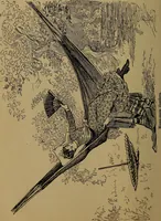 An illustration from How to amuse yourself and others : the American girl's handy book (1887)