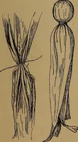 An illustration from How to amuse yourself and others : the American girl's handy book (1887)