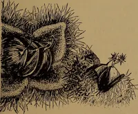 An illustration from How to amuse yourself and others : the American girl's handy book (1887)
