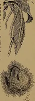 An illustration from How to amuse yourself and others : the American girl's handy book (1887)