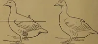 An illustration from How to amuse yourself and others : the American girl's handy book (1887)