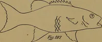 An illustration from How to amuse yourself and others : the American girl's handy book (1887)
