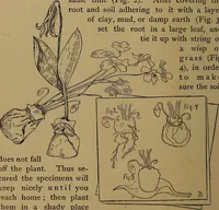 An illustration from How to amuse yourself and others : the American girl's handy book (1887)