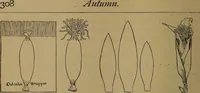 An illustration from How to amuse yourself and others : the American girl's handy book (1887)