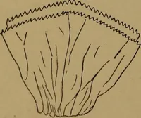 An illustration from How to amuse yourself and others : the American girl's handy book (1887)