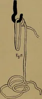 An illustration from How to amuse yourself and others : the American girl's handy book (1887)