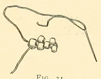 Picture 4 of 18 from How to do beadwork (1904), leaf 85