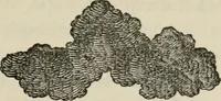 An illustration from How to lay out a garden : intended as a general guide in choosing, forming, or improving an estate, (from a quarter of an acre to a hundred acres in extent) with reference to both design and execution (1860)