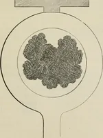 Picture 68 of 164 from How to lay out a garden : intended as a general guide in choosing, forming, or improving an estate, (from a quarter of an acre to a hundred acres in extent) with reference to both design and execution (1860), leaf 186