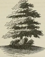 An illustration from How to lay out a garden : intended as a general guide in choosing, forming, or improving an estate, (from a quarter of an acre to a hundred acres in extent) with reference to both design and execution (1860)