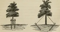 Picture 163 of 164 from How to lay out a garden : intended as a general guide in choosing, forming, or improving an estate, (from a quarter of an acre to a hundred acres in extent) with reference to both design and execution (1860), leaf 430