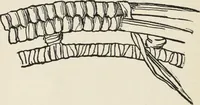 An illustration from How to make baskets (1911)